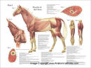 Veterinary Anatomy