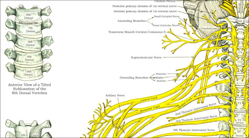 Vertebral Subluxation Chart