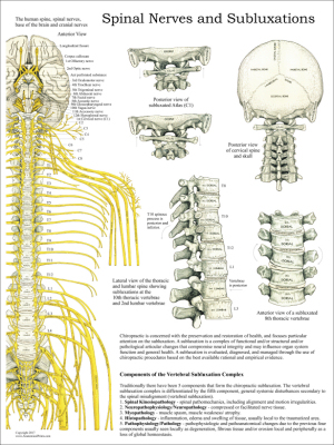 Chiropractic Body Charts