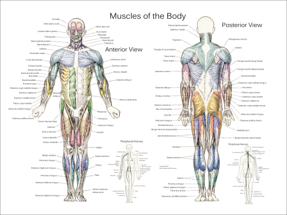 Anatomy Posters Muscle Charts