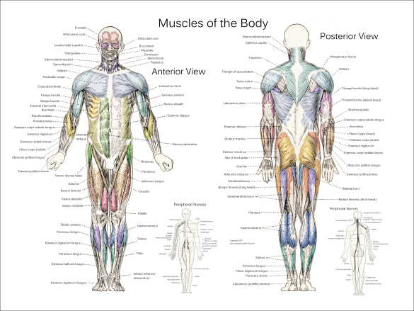 Anatomical Chart Posters