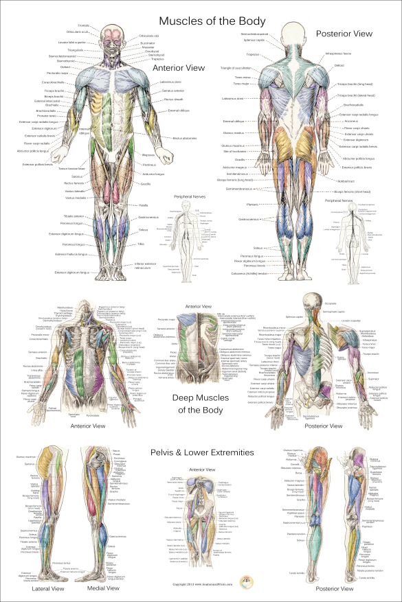Human Body Diagram Anterior Posterior Human Anatomy