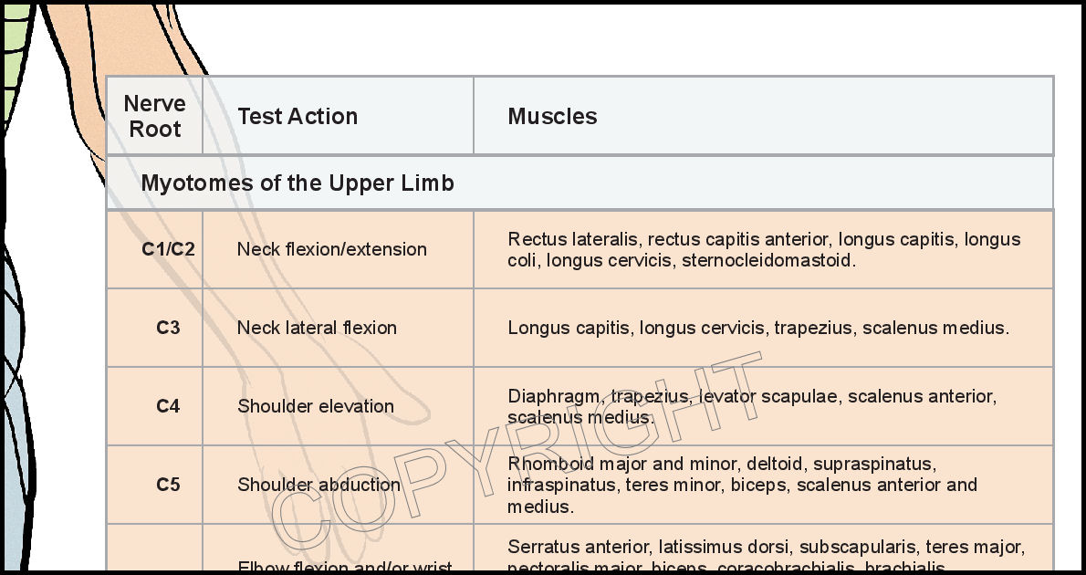 Myotomes Chart