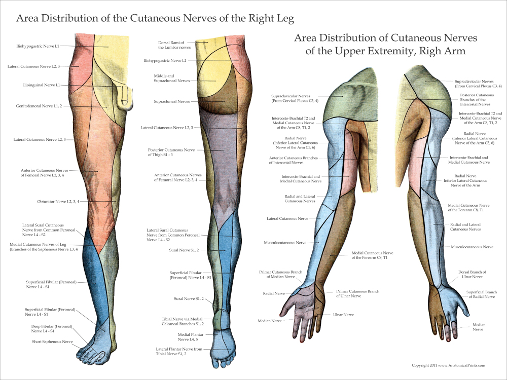 Upper Extremity Innervation Chart