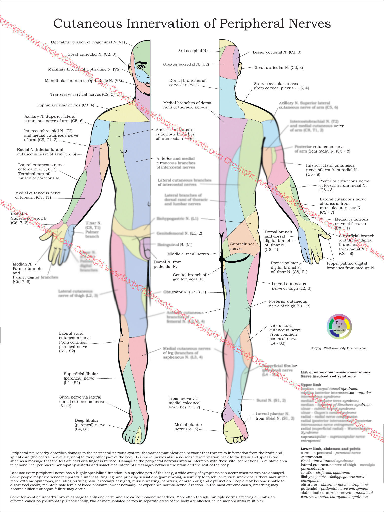 Nerve Distribution Chart