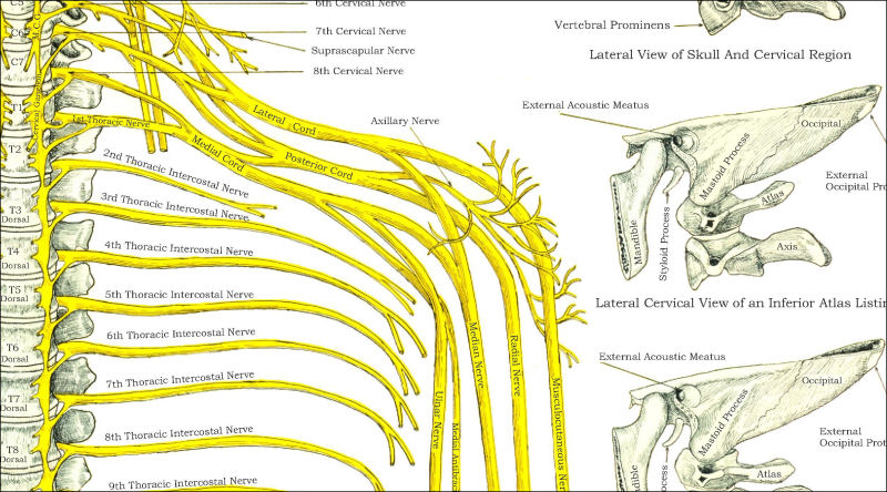 Chiropractic Nerve Chart Poster