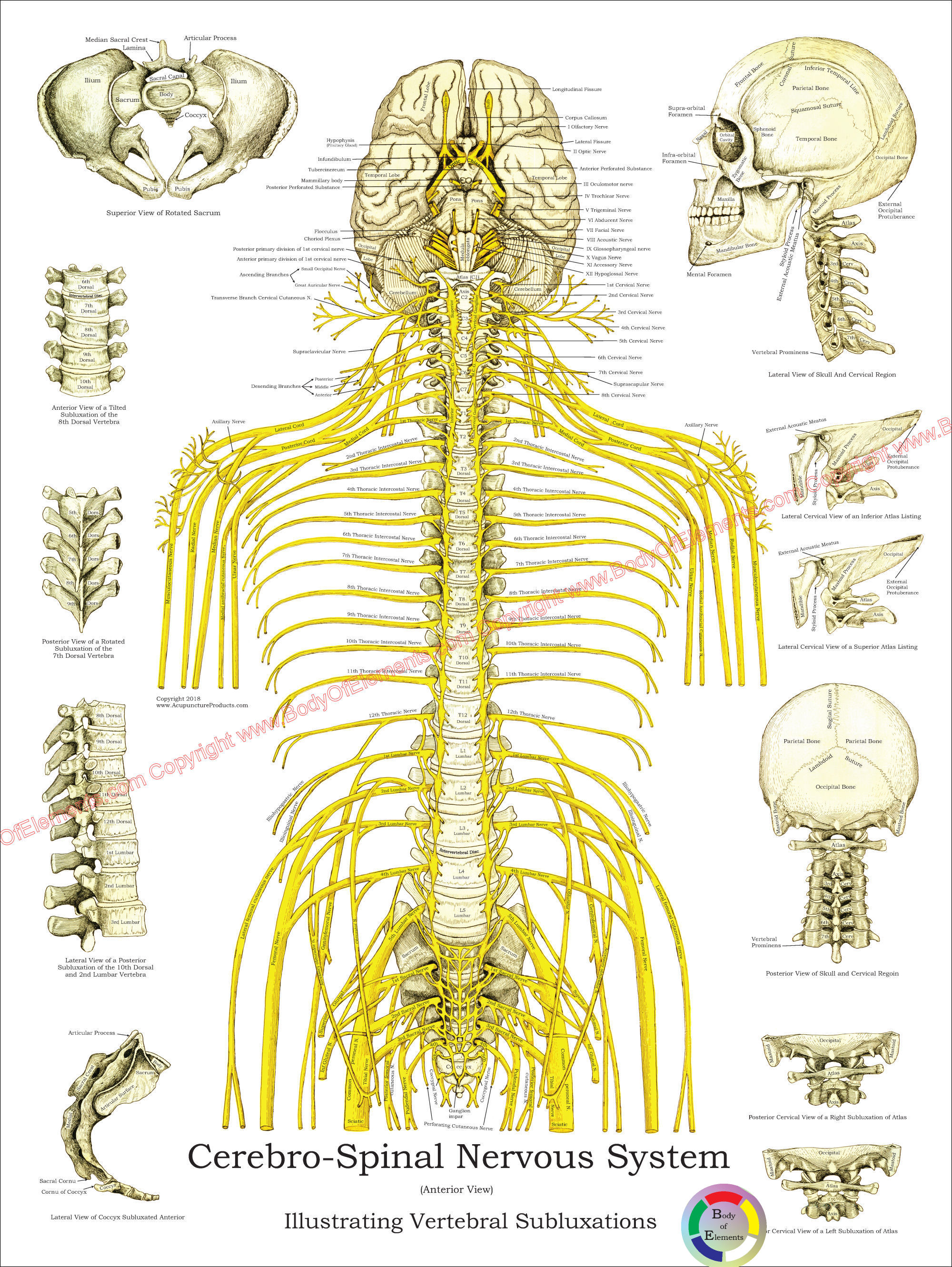 Nerves Cervical Spine Chart
