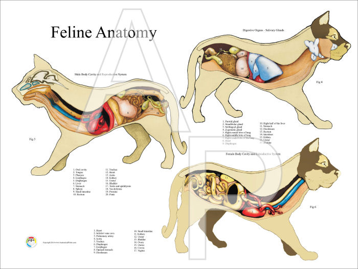 Feline Anatomy Chart