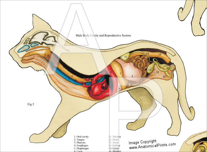 Feline Anatomy Chart