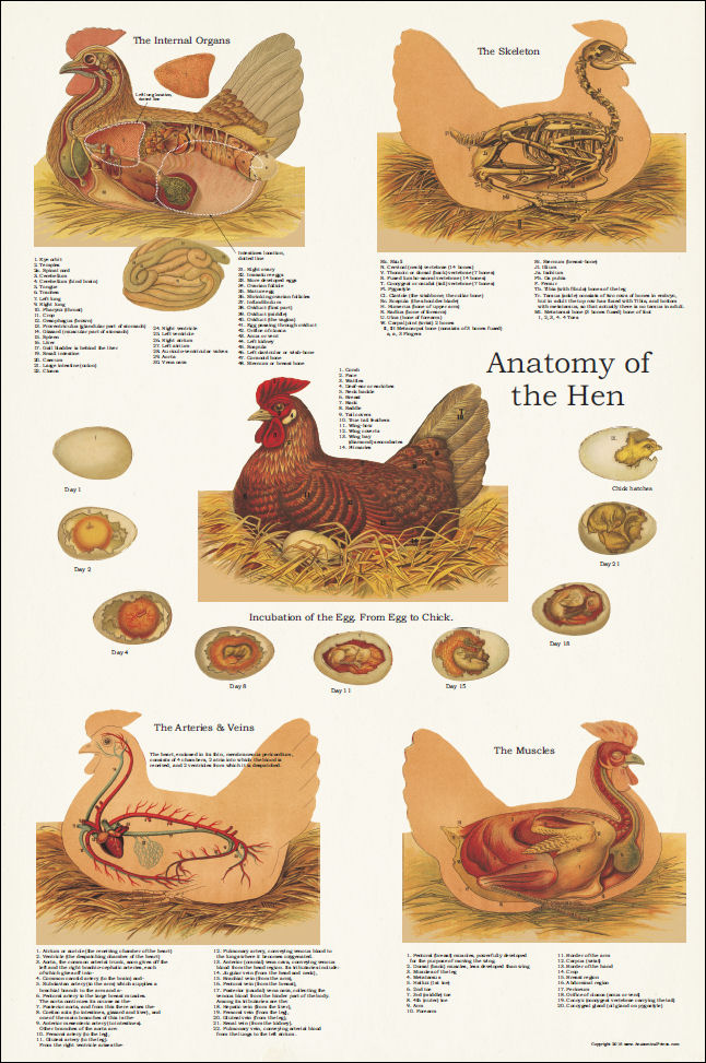 Chicken Anatomy Poster