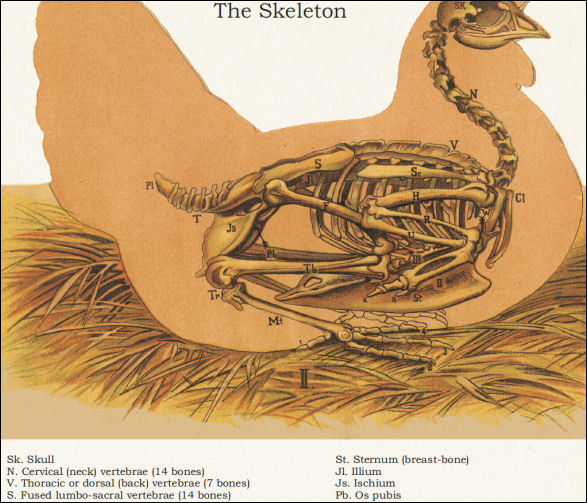 Chicken Skeletal Anatomy Poster