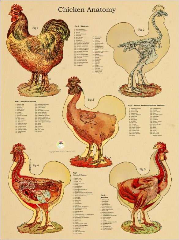 Chicken Anatomy Poster