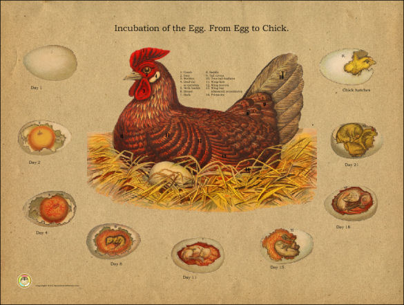 Chicken Egg Incubation Poster