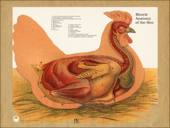 Chicken Muscle Anatomy Poster