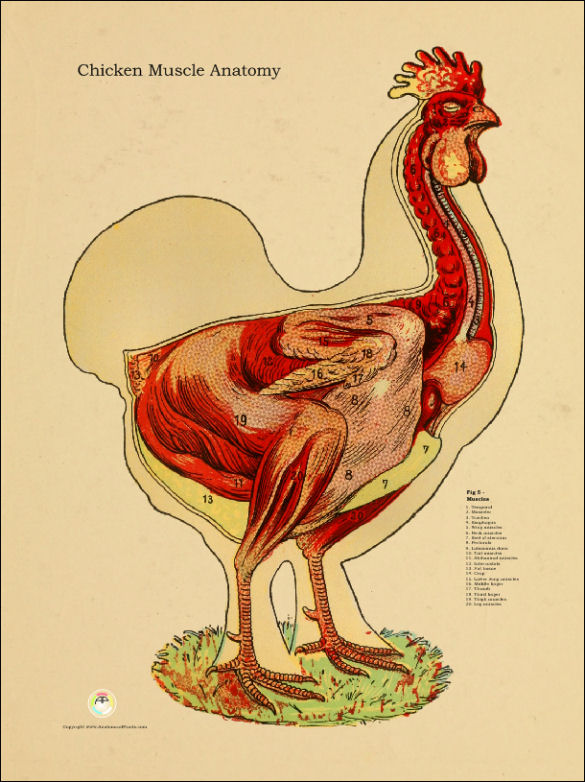 Chicken Muscle Anatomy Poster