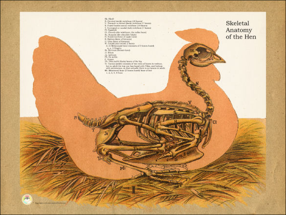 Chicken Skeletal Anatomy Poster