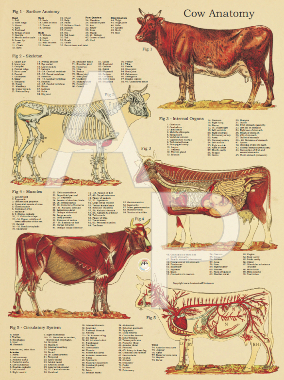 Cow Bovine Anatomical Poster