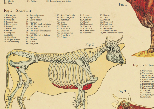 Cow Anatomy Poster