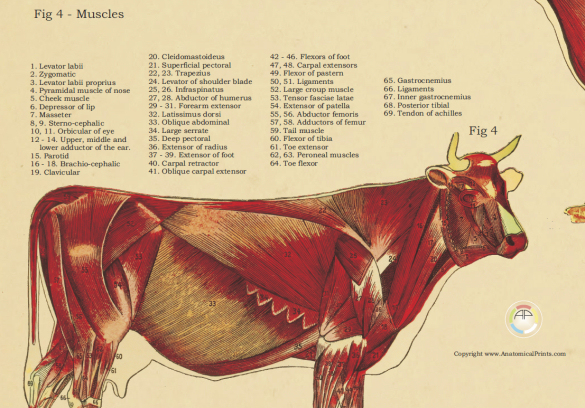 Cow Anatomy Poster