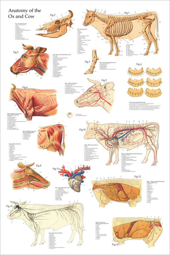Anatomical Chart of the Ox Cow 24 X 36