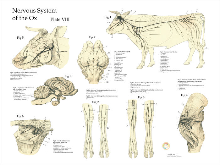 Ox Bovine Nervous System Poster diagram of a cows skull 