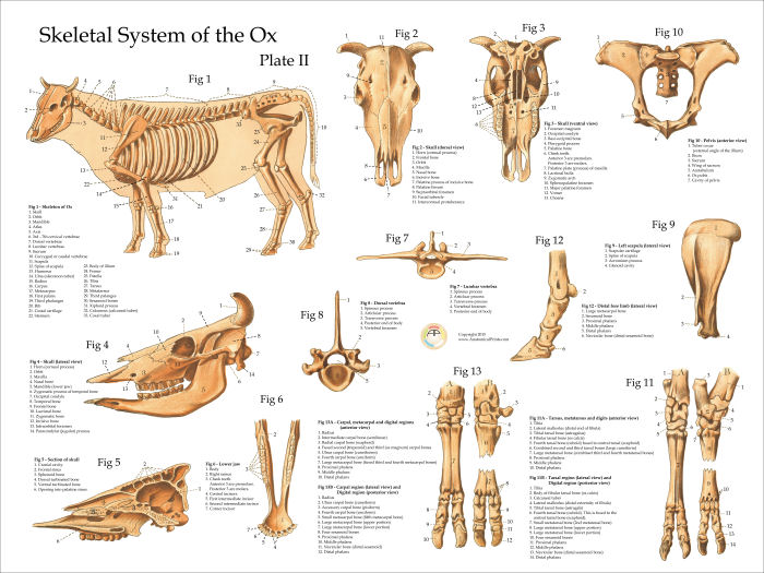 Cow Skeletal Anatomy Poster