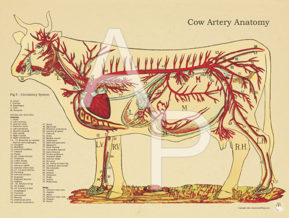 Cow Bovine Artery Anatomical Poster
