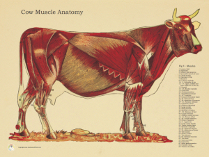 Cow Anatomy Posters