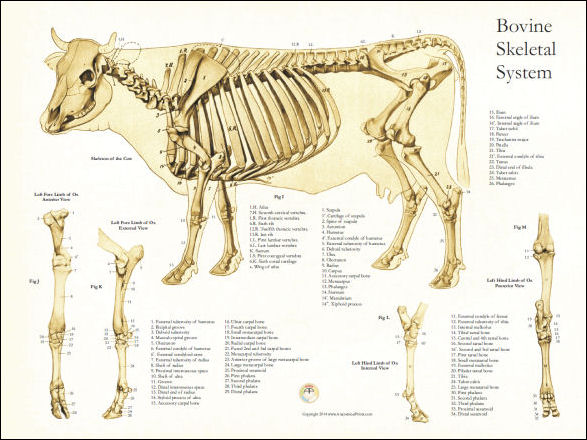 Beef Anatomy Chart