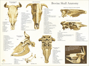 Cow Anatomy Posters