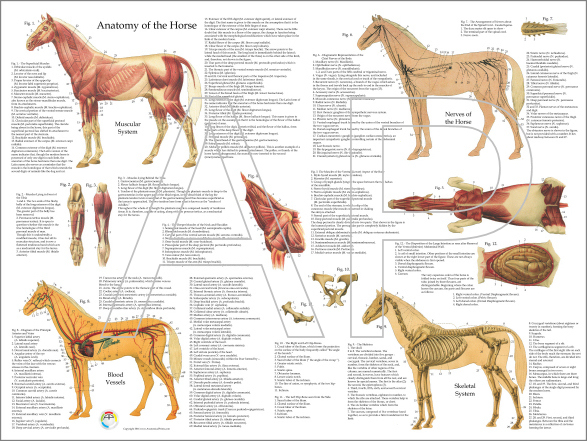 Horse Anatomy Poster