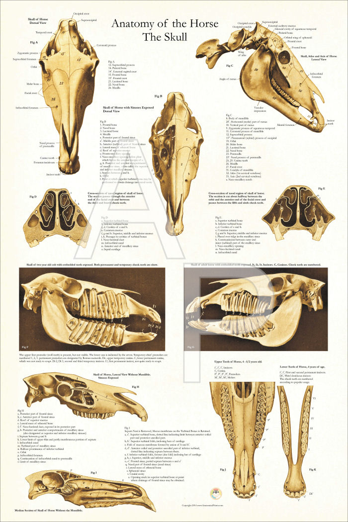 Horse Skull Anatomy Poster