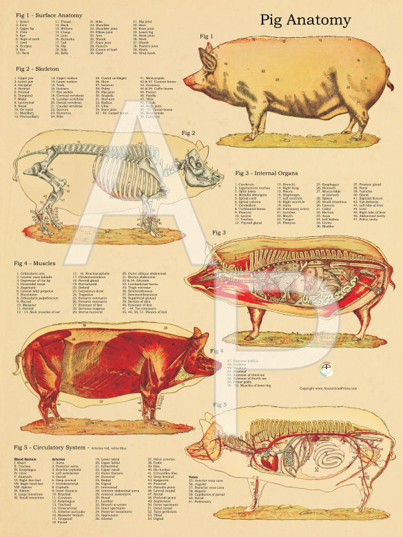 Pig Skeletal and Muscular Anatomy Poster