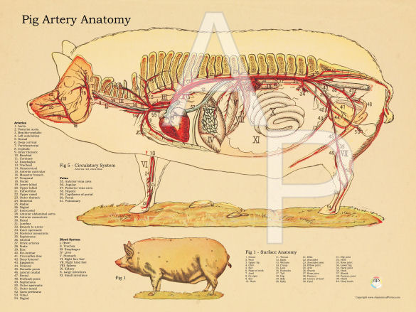 Pig Artery Anatomy Poster