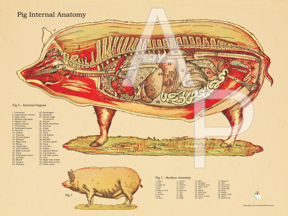 Pig Internal Anatomy Poster