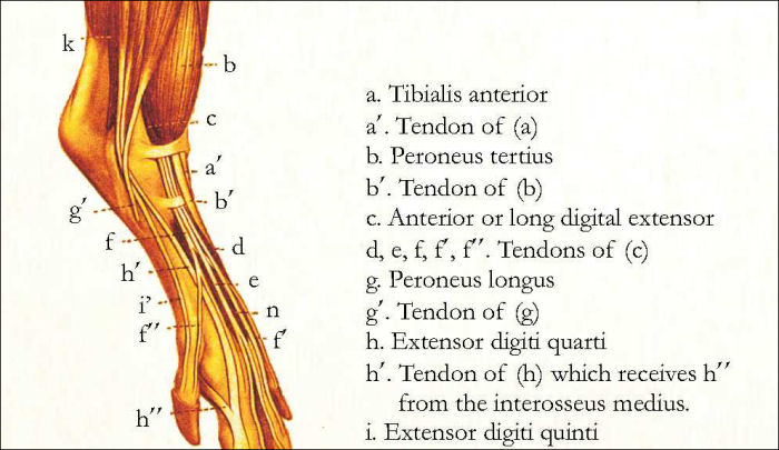 Pig Skeletal and Muscular Anatomy Poster