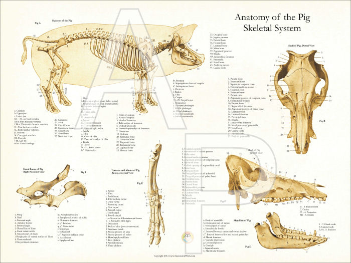 Pig Anatomy Chart