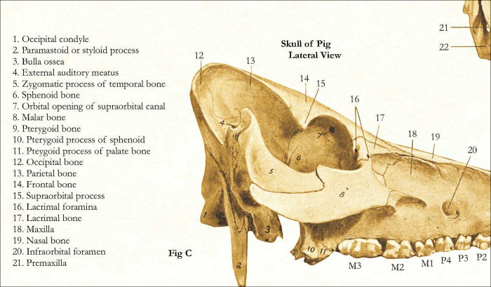 Pig Skeletal Anatomy Poster veterinary dog diagram 