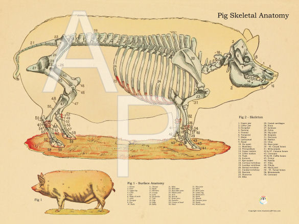 Pig Skeletal Anatomy Poster