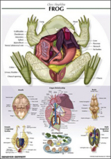 Frog Anatomy