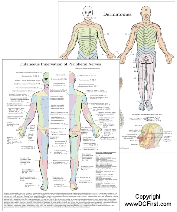 Dermatome Chart