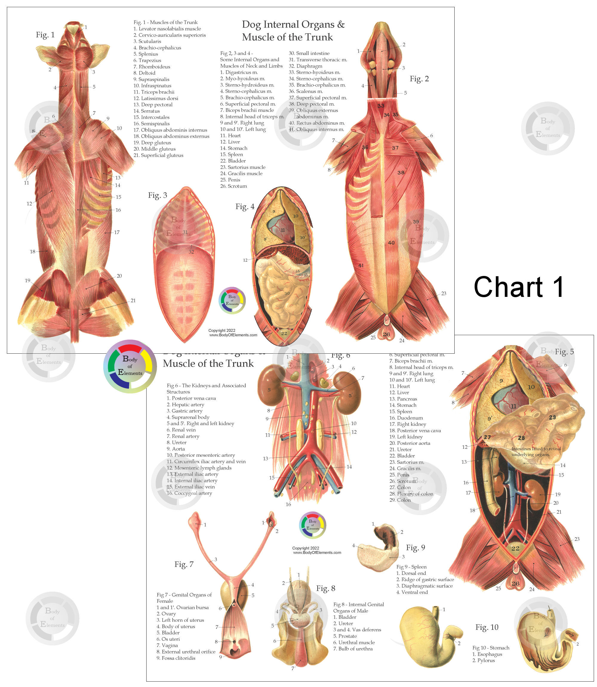 Dog Internal Anatomy Chart