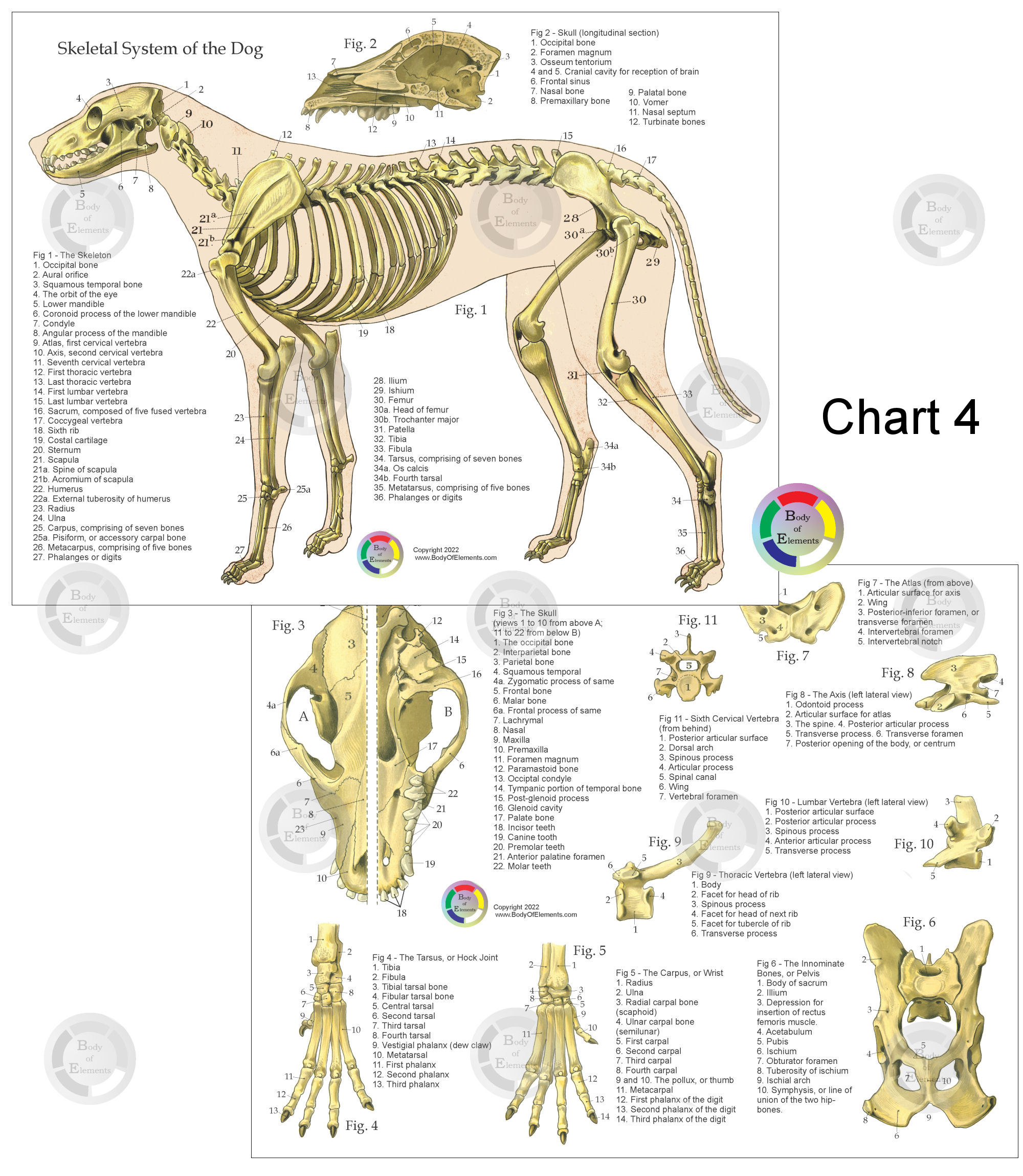 Dog Skeletal Anatomy Chart