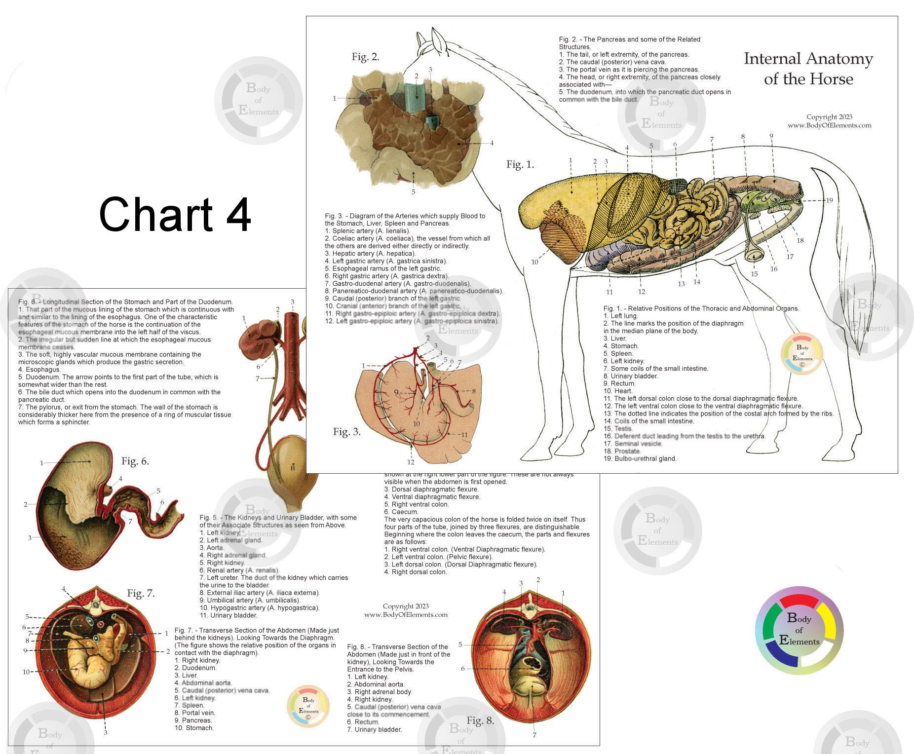 Horse Nerves Anatomy Chart