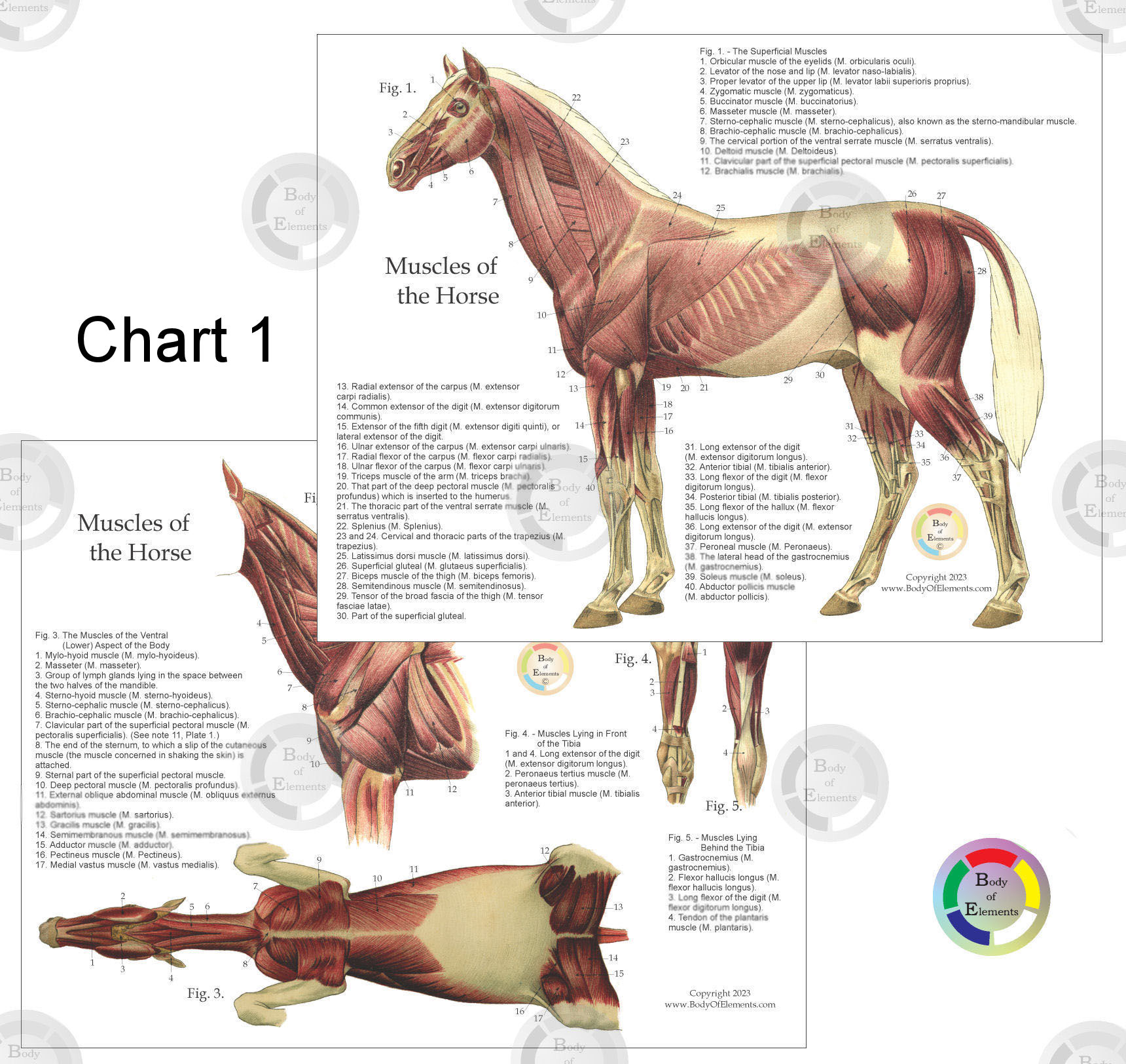Horse Muscle Anatomy Chart