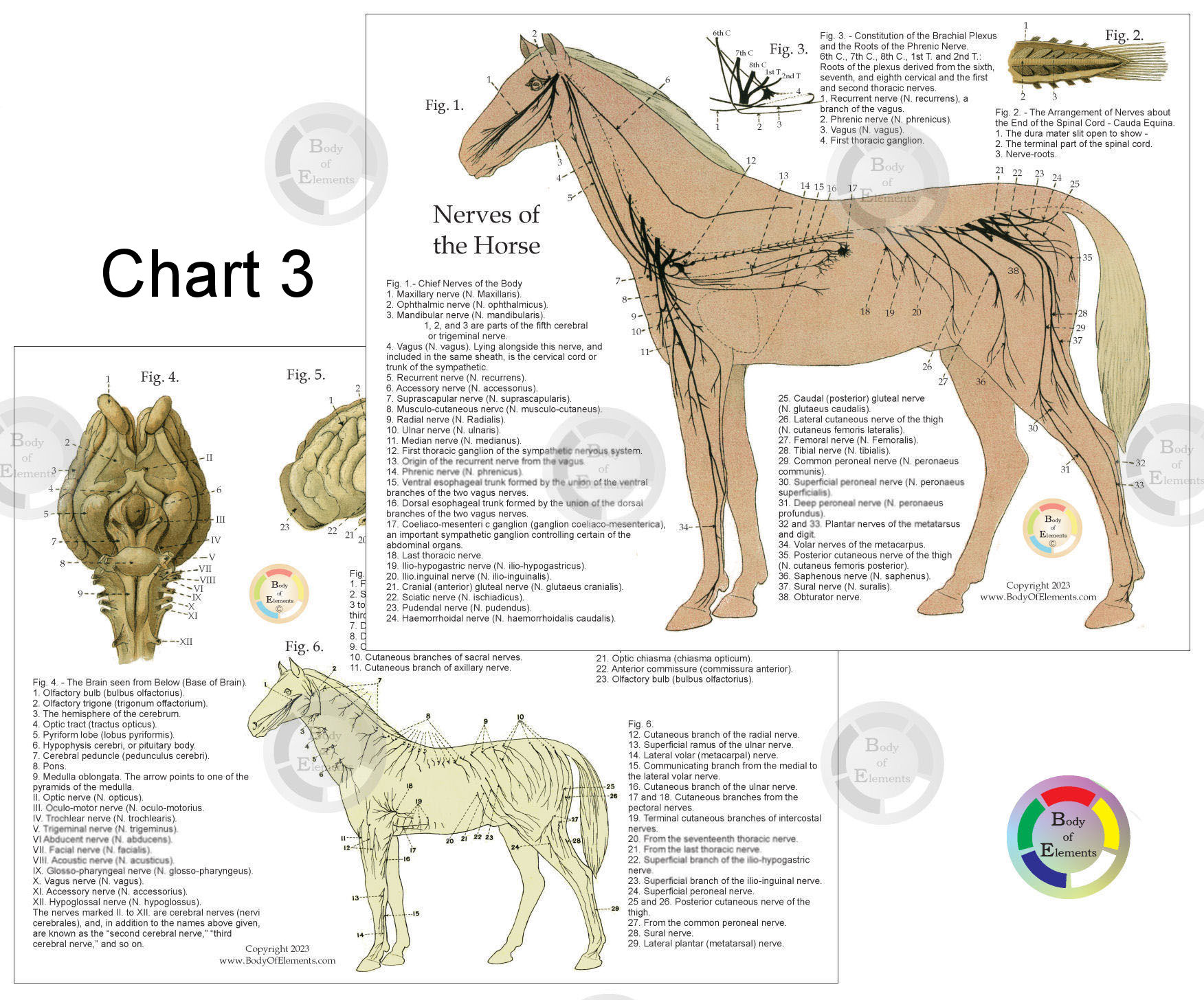 Horse Nerves Anatomy Chart