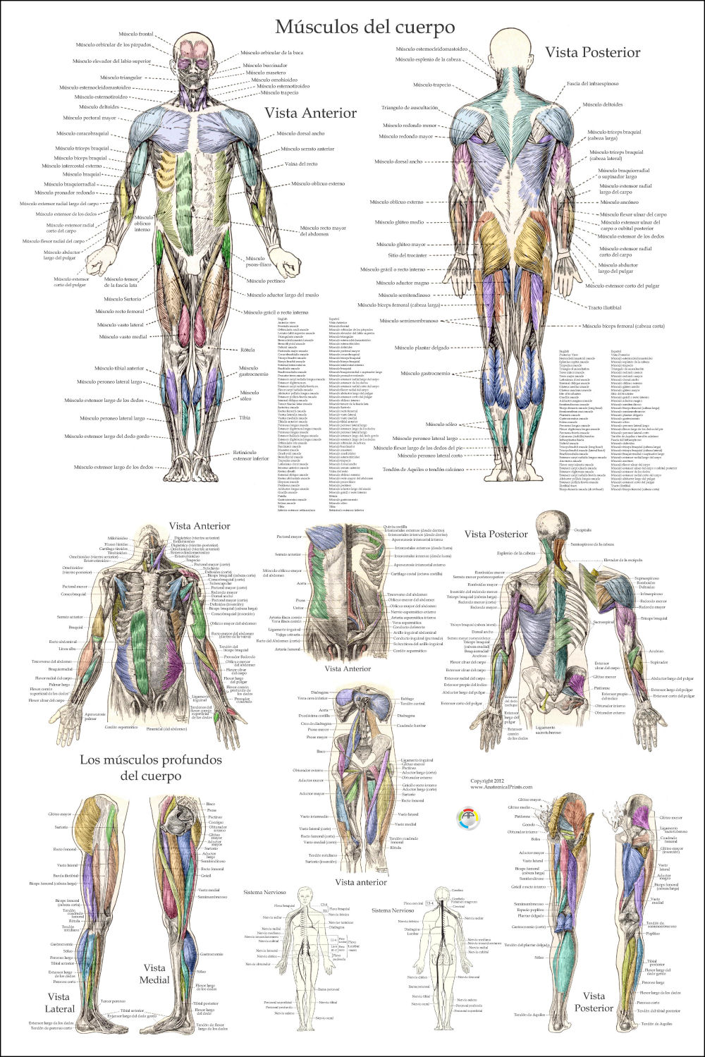 Muscle Anatomy Poster In Spanish