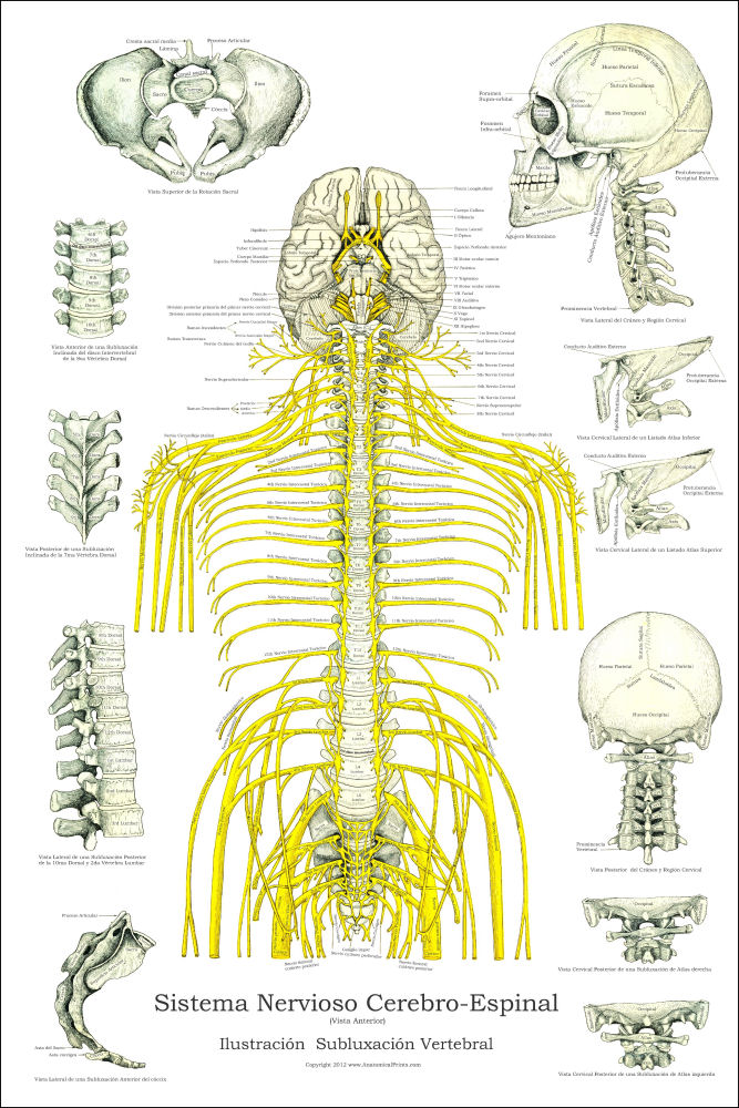 Spinal Nerves and Subluxations Poster