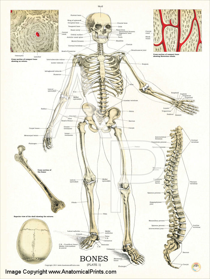 Skeletal Anatomy Poster