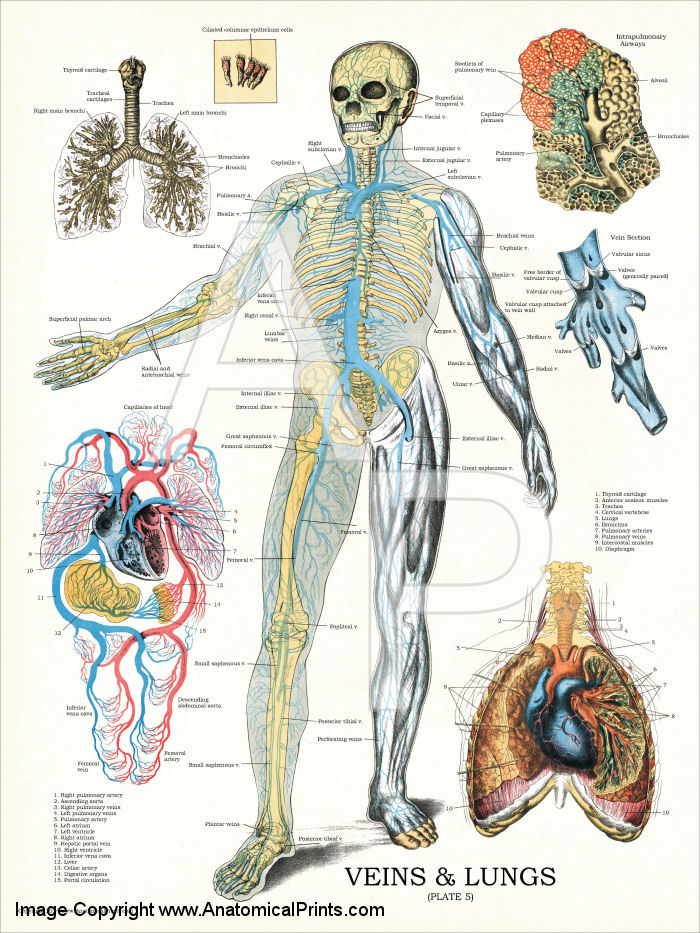 Vein Chart